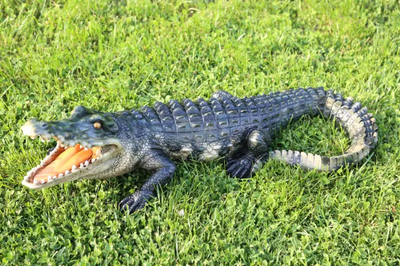 crocodile on the grass left side landscape