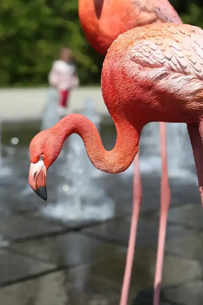 Açık havada fıskiyelerin yanında gerçekçi pembe flamingo heykeli, dekoratif sanat eseri